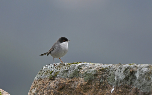 Curruca cabecinegra (Curruca melanocephala)