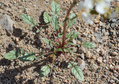 Chylismia claviformis claviformis