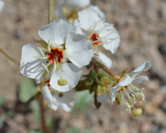 Chylismia claviformis claviformis