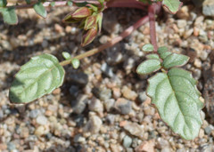 Chylismia claviformis claviformis