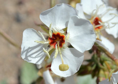 Chylismia claviformis claviformis