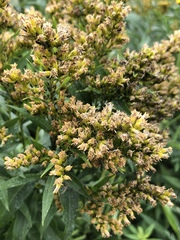 Solidago