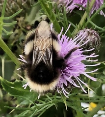 Bombus cryptarum