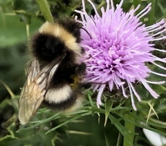 Bombus cryptarum