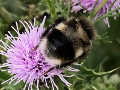Bombus cryptarum