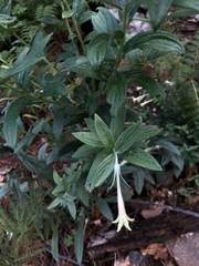 Lithospermum macromeria
