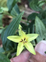 Lithospermum macromeria