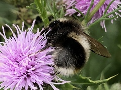 Bombus cryptarum