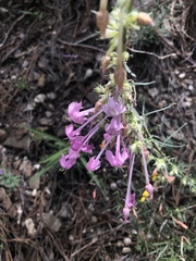 Ipomopsis macrosiphon