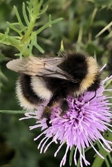 Bombus cryptarum