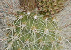 Opuntia polyacantha erinacea