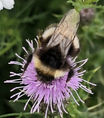 Bombus cryptarum