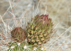 Opuntia polyacantha erinacea