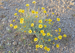 Encelia actoni