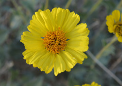 Encelia actoni