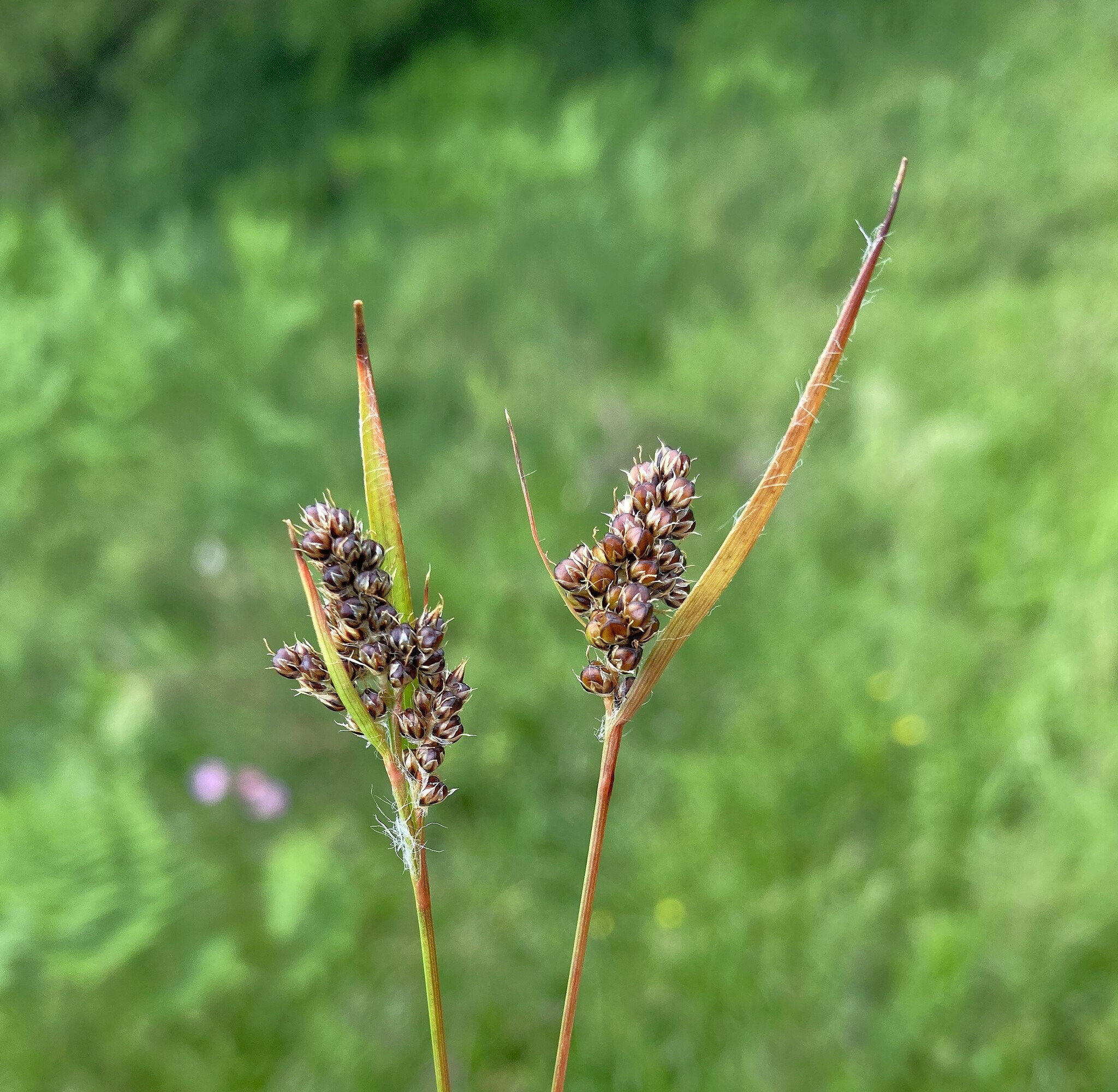 Luzula subsessilis