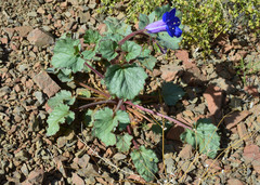Phacelia campanularia vasiformis