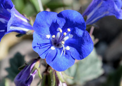 Phacelia campanularia vasiformis