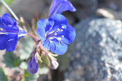 Phacelia campanularia vasiformis