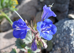 Phacelia campanularia vasiformis