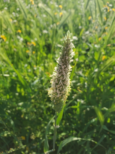 Phalaris minor iNat (2)