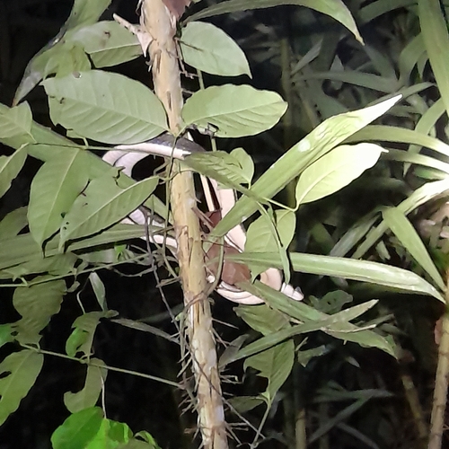 Brown Rat Snake
