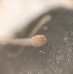 Coprinellus pellucidus