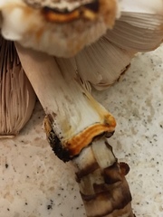 Agaricus approximans