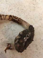 Agaricus approximans