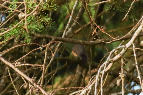 Kashmir Flycatcher (Ficedula subrubra), photo 5