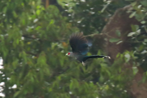 Black-bellied Malkoha (Phaenicophaeus diardi), photo 10