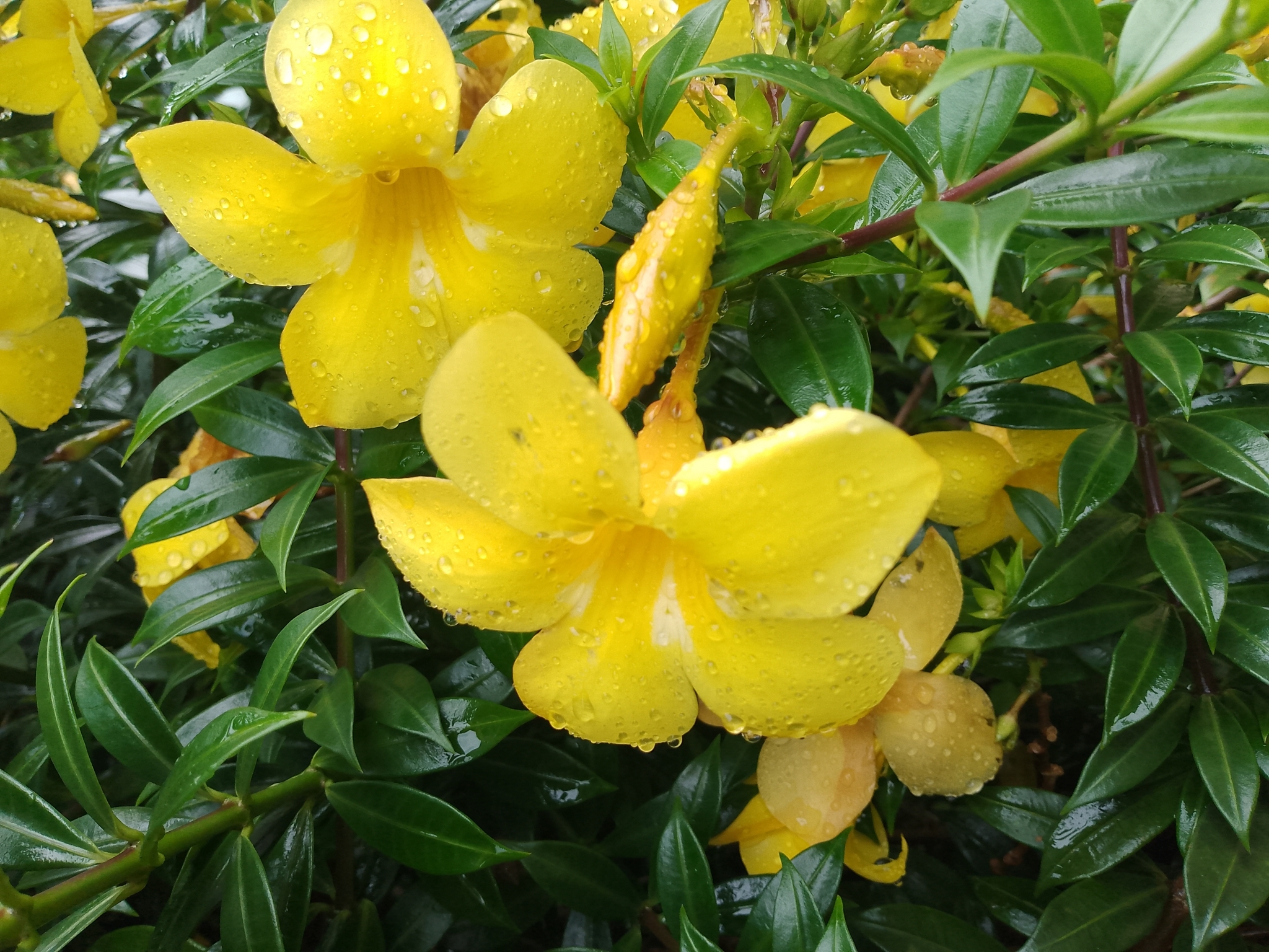 Imagem de Allamanda-anã