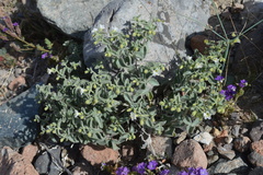 Mirabilis laevis retrorsa