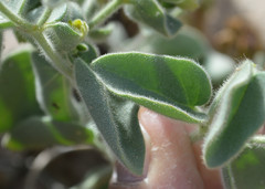 Mirabilis laevis retrorsa