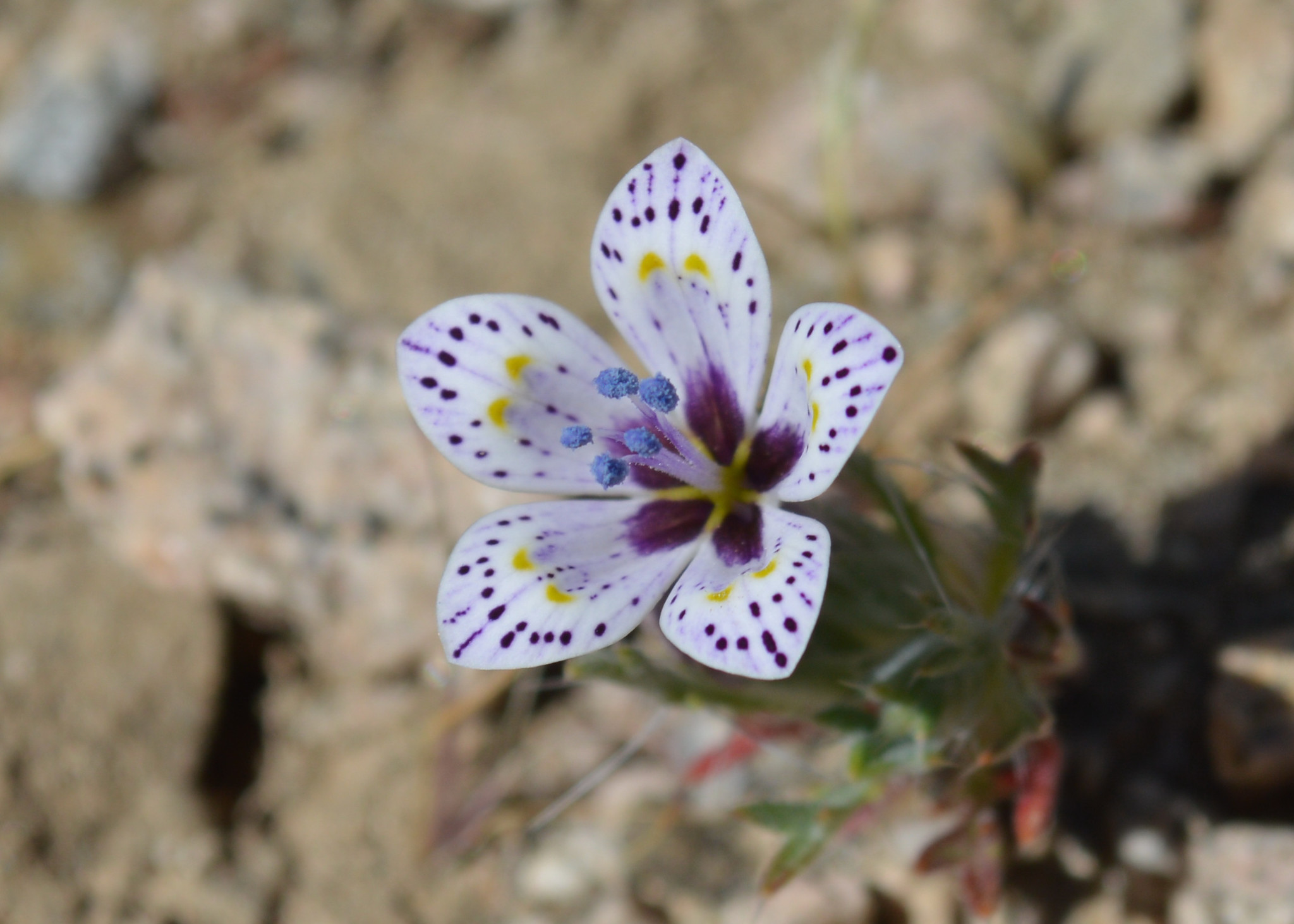 Langloisia setosissima ssp. punctata