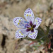 Langloisia setosissima punctata - Photo (c) Don Davis, μερικά δικαιώματα διατηρούνται (CC BY-NC-ND)