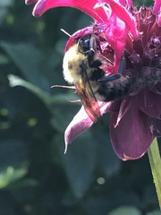 Bombus bimaculatus