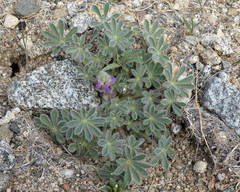Lupinus concinnus