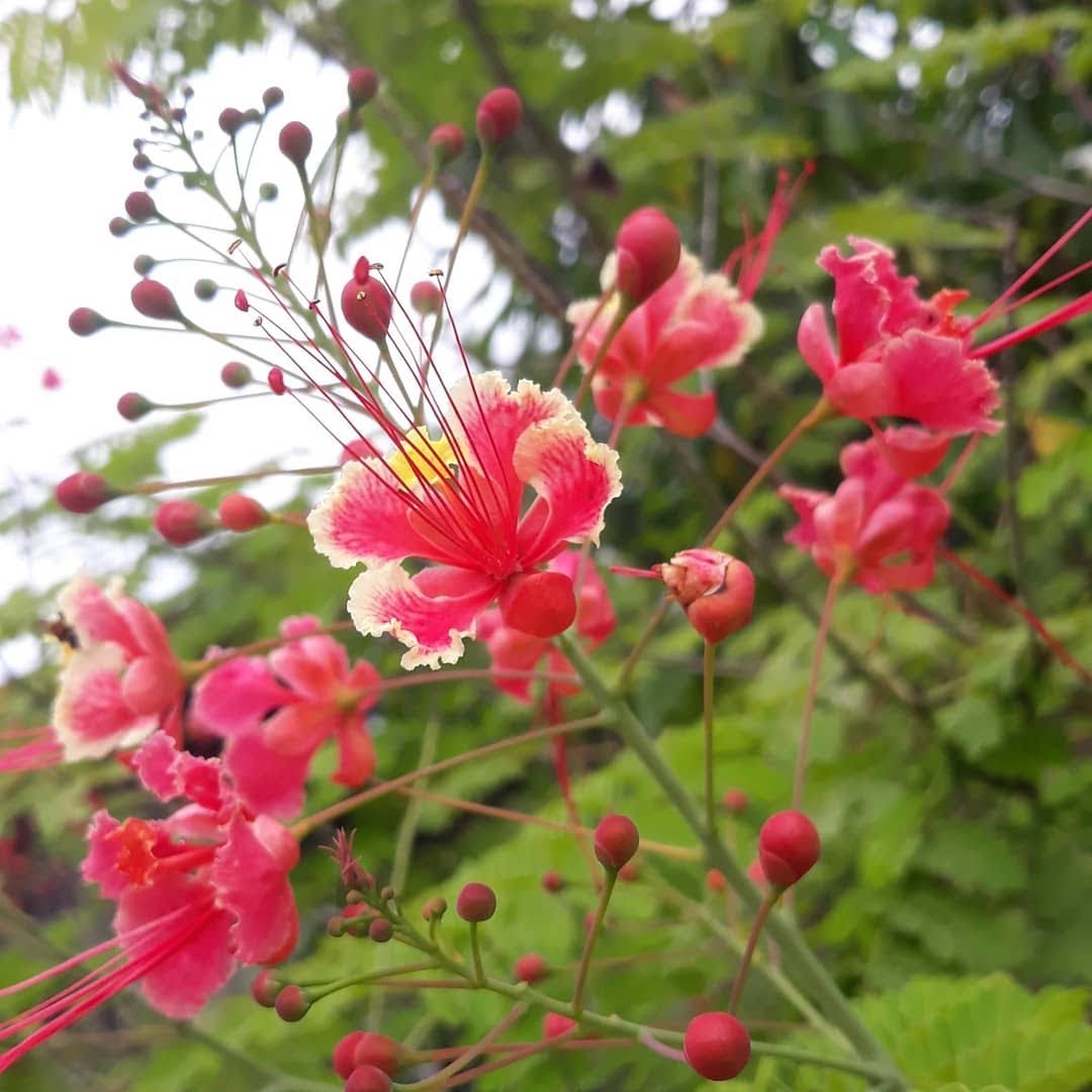 Caesalpinia pulcherrima