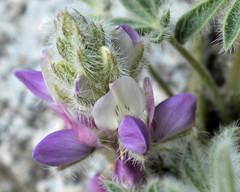 Lupinus concinnus