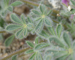 Lupinus concinnus
