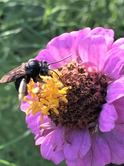 Melissodes bimaculatus