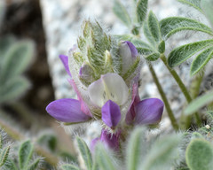 Lupinus concinnus