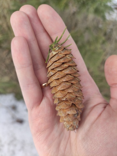 Siberian spruce (Picea obovata)