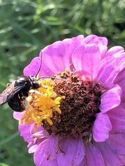 Melissodes bimaculatus