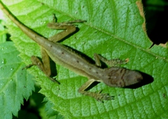 Anolis limifrons