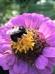 Melissodes bimaculatus