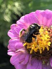 Melissodes bimaculatus