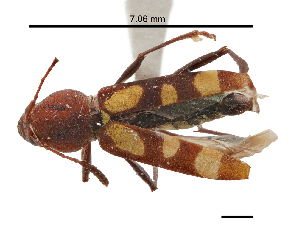 Pirangoclytus laetus