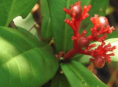 Ixora chinensis